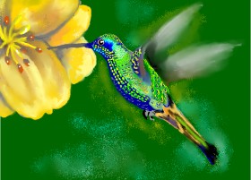 Drawing of Hummingbird by SAM AKA MARGARET 🙄