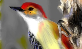 Herbert の キツツキ の絵
