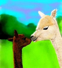 Drawing of Llama by Joze