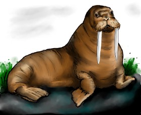 Drawing of Walrus by Audrey