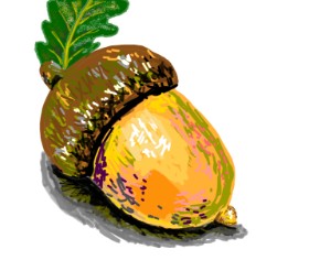 Drawing of Acorn by Geo-Pebbles
