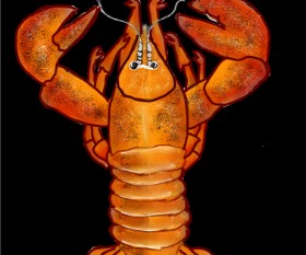 Drawing of Lobster by Snowy