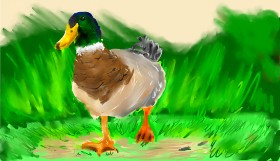 Effulgent Emerald の アヒル の絵