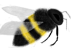 Drawing of Bee by Ewer