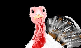 Unknown の 七面鳥 の絵