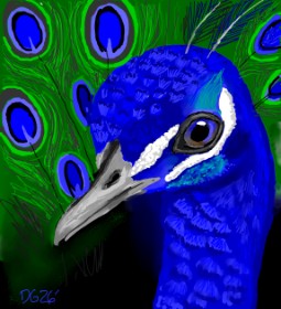 Drawing of Peacock by GreyhoundMama