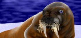 Drawing of Walrus by Temüjin
