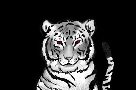 Drawing of Tiger by Monty