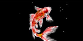 Drawing of Goldfish by Eclat de Lune