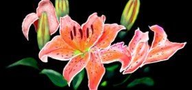 Çhåching の ユリの花 の絵
