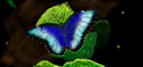 Drawing of Butterfly by Çhåching