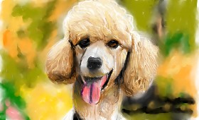 Herbert の プードル の絵