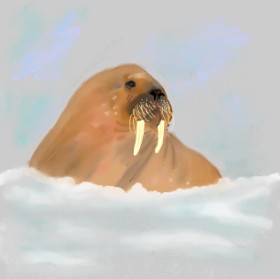 Drawing of Walrus by TedsNan
