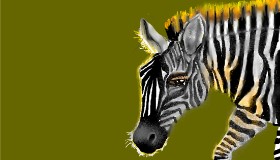 Zebra-Zeichnung von SAM AKA MARGARET 🙄