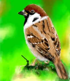 Drawing of Sparrow by Bugoy