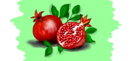 Drawing of Pomegranate by DebbyLee