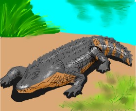Drawing of Alligator by QueenofGreen