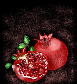 Drawing of Pomegranate by Eclat de Lune