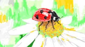 Cordie の てんとう虫 の絵