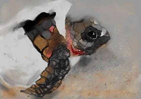 Hazel の ウミガメ の絵