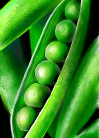 Drawing of Peas by ⋆su⋆vinci彡