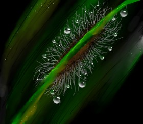 Drawing of Caterpillar by Dexl