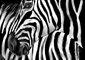 Zebra - autor: Rose rocket