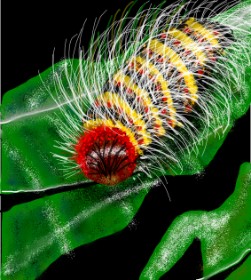 Drawing of Caterpillar by Didine