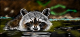 Çhåching の アライグマ の絵