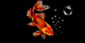 Drawing of Goldfish by Eclat de Lune
