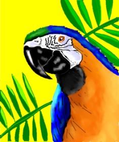 Drawing of Parrot by jule