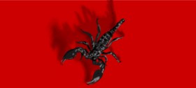 Skorpion-Zeichnung von Annie