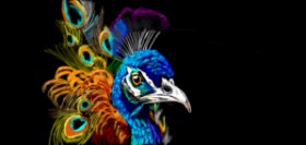 Drawing of Peacock by Çhåching