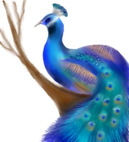 Drawing of Peacock by Lixxie
