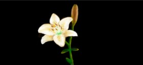 shiNIN の ユリの花 の絵
