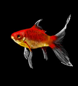 Drawing of Goldfish by Loz
