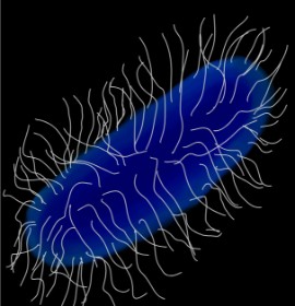 Bakterium-Zeichnung von MissPrincessKayKay