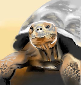 ⋆su⋆vinci彡 の カメ の絵