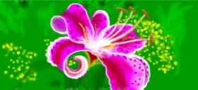 Drawing of Lily flower by Debidolittle
