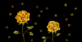 Drawing of Rose by Eclat de Lune