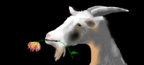 Drawing of Goat by Soraya