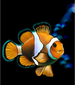 Рисунок на тему «Clownfish» — автор: pikapy