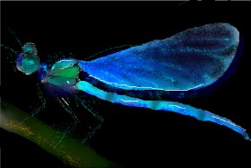 Drawing of Dragonfly by Nero