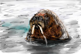 Рисунок на тему «Морж» — автор: Mia