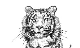 ErDrac の トラ の絵
