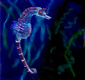 teidolo の タツノオトシゴ の絵