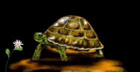 Drawing of Tortoise by Eclat de Lune