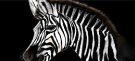 Drawing of Zebra by Çhåching