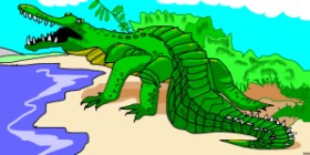 Drawing of Alligator by Swimmer