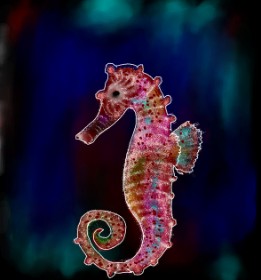Leah の タツノオトシゴ の絵